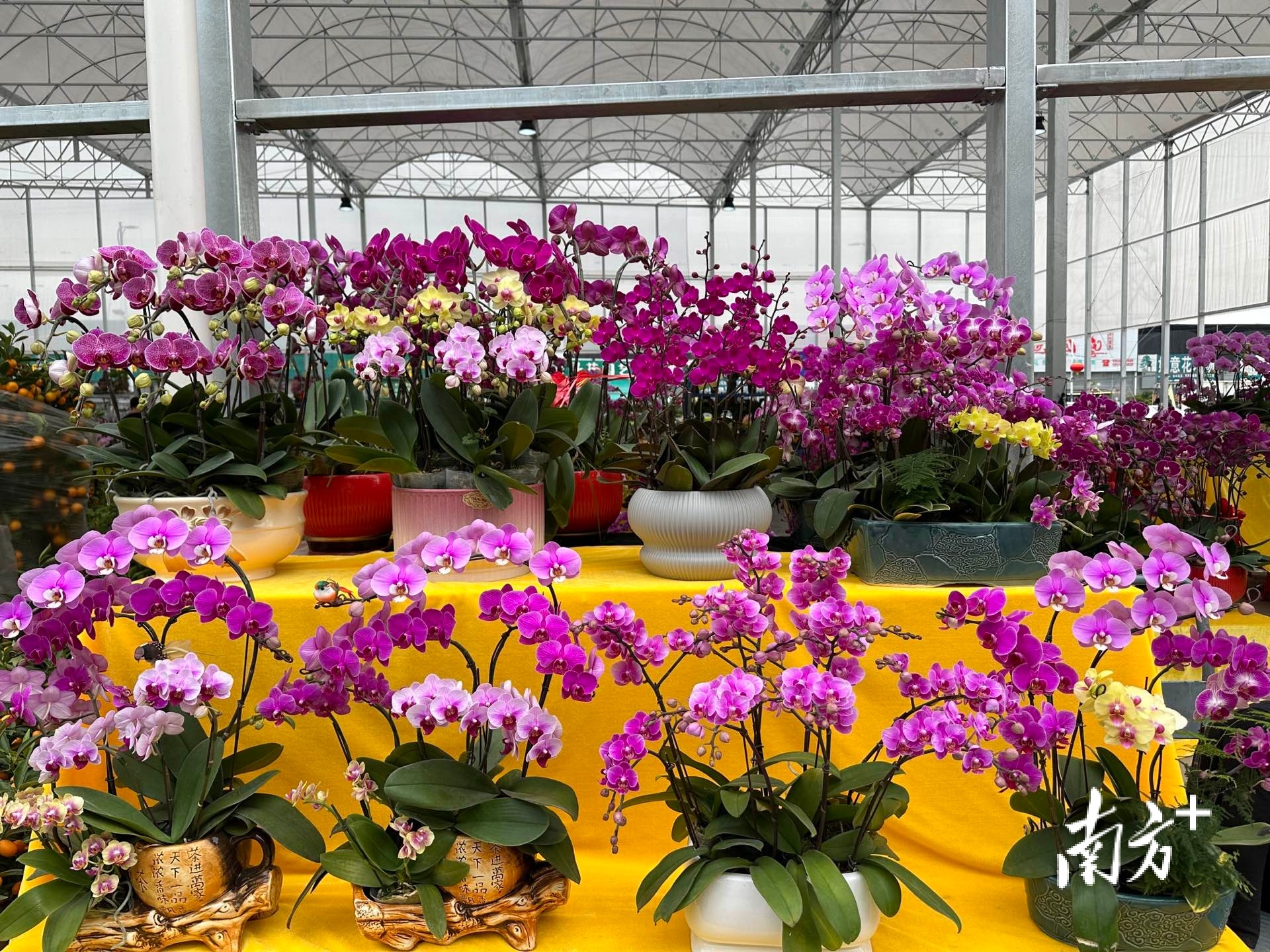 花都花市特色活动_深圳松岗花店订花送花_广州花都迎春花市