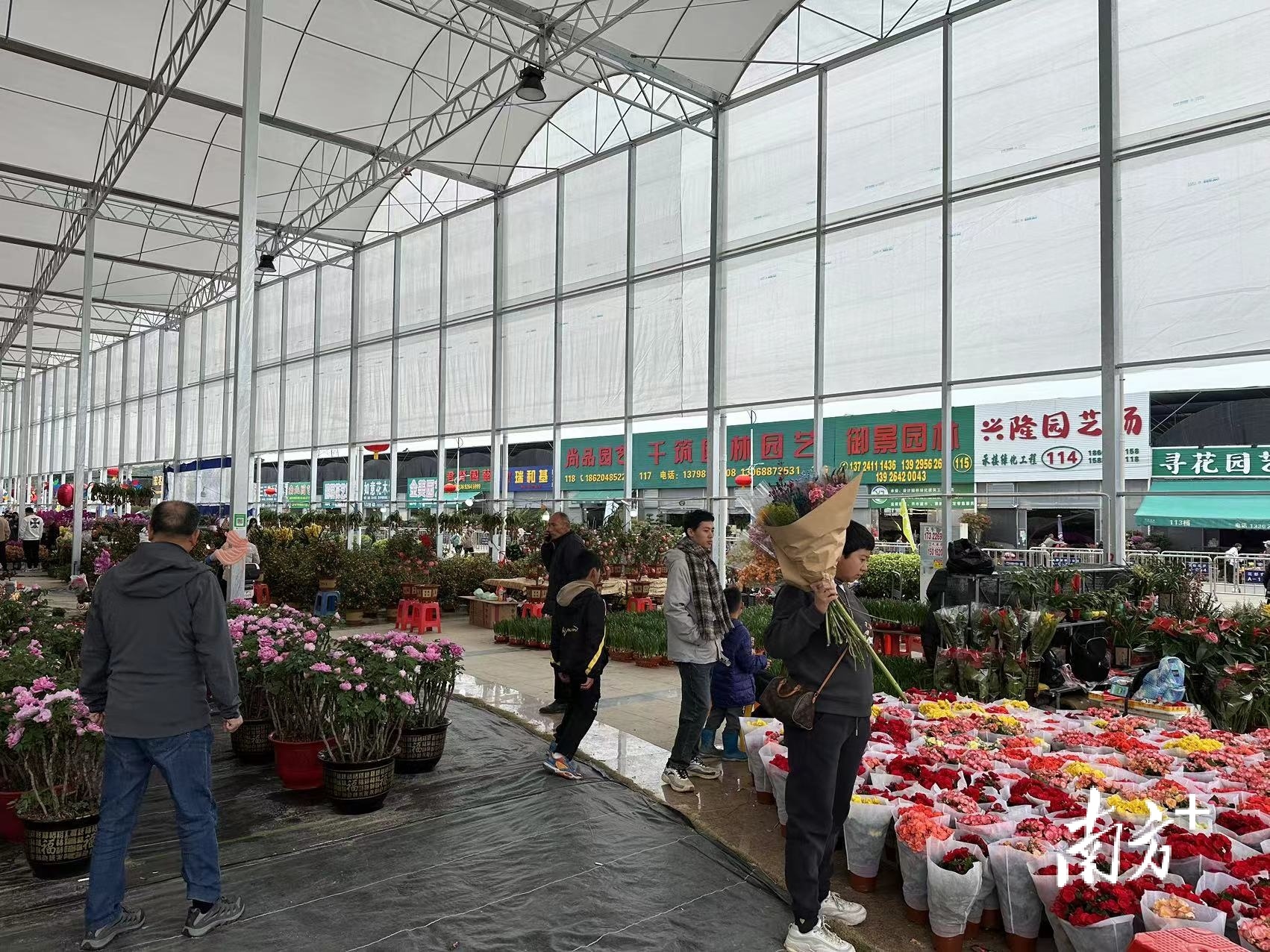 花都花市特色活动_深圳松岗花店订花送花_广州花都迎春花市