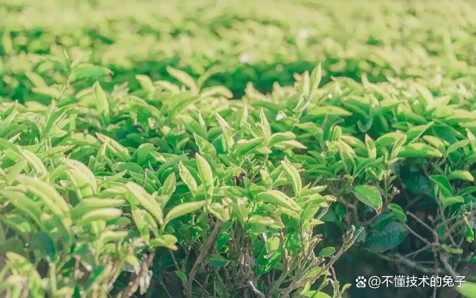 点茶煮茶泡茶那个好_茶煮着喝好还是泡着喝好_茶煮的好喝还是泡的好喝