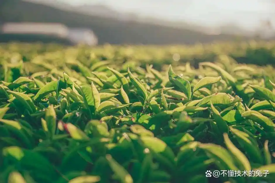 茶煮着喝好还是泡着喝好_点茶煮茶泡茶那个好_茶煮的好喝还是泡的好喝